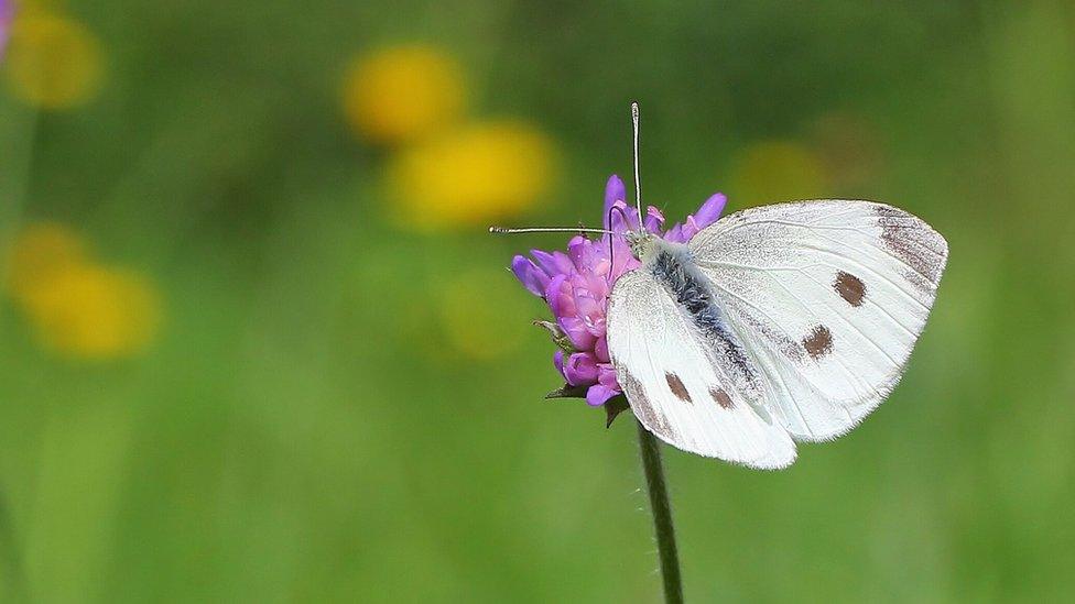 Small white butterfly