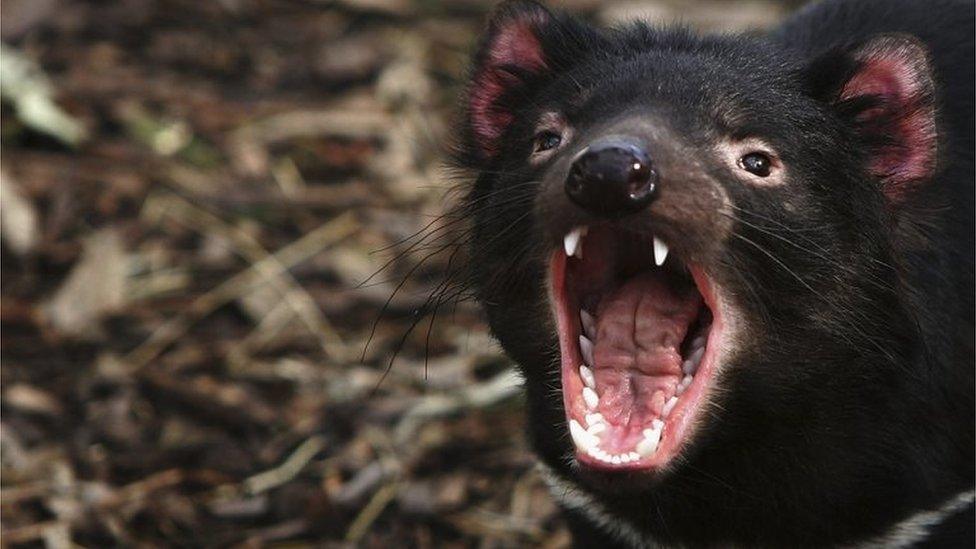 Tasmanian Devil