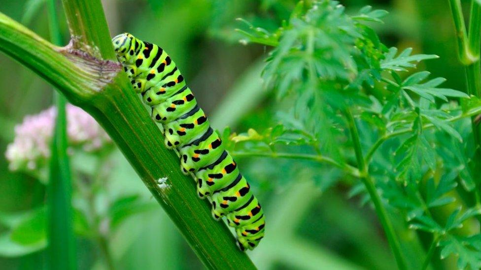 Swallowtail caterpillar on milk parsley