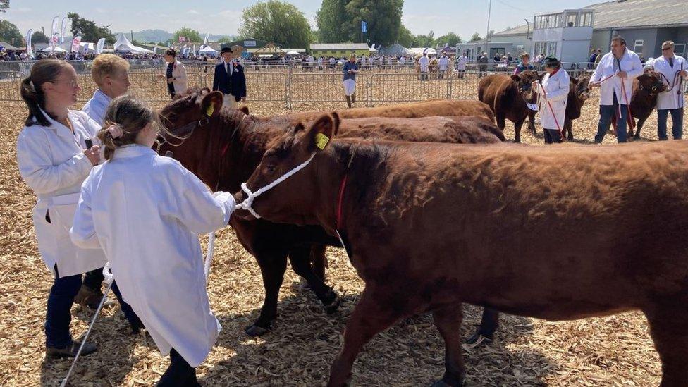 Lots of workers at the Royal Bath and West show lead brown cows into a parade ring