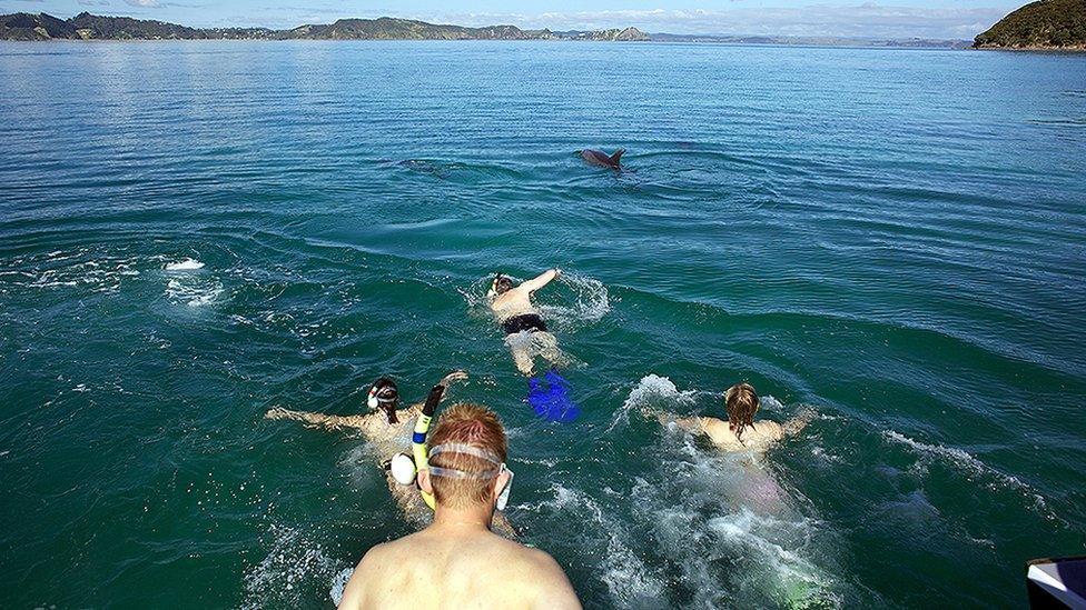 Dolphins in Bay Islands