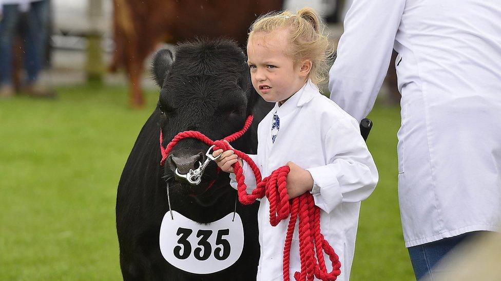 A small girl in a white coat guides a brown calf using a red rope