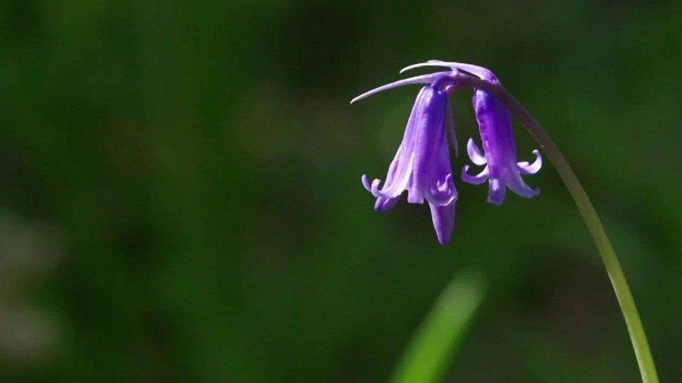 a-blue-bell-flower-sits-in-sunlight-surrounded-by-trees-and-plants