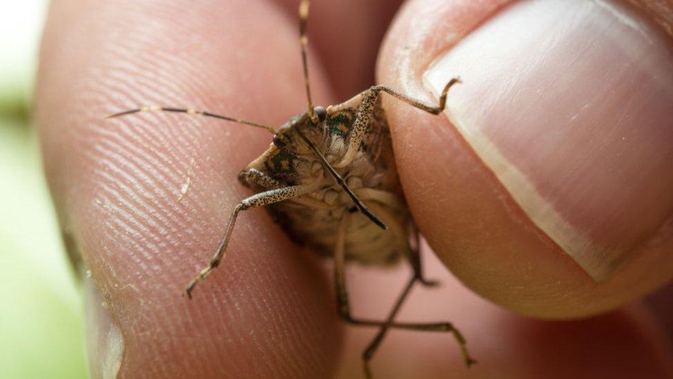 hand holding a stink bug