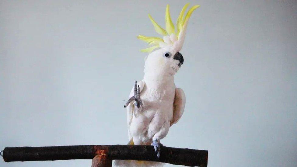 Snowball the dancing cockatoo (c) Irena Schulz/Bird Lovers Only/Harvard