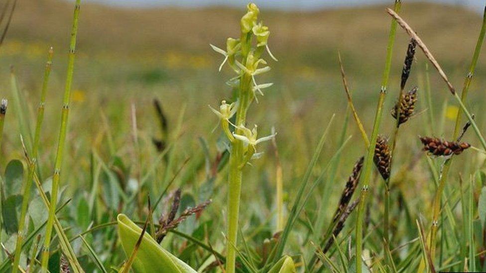 Fen orchid by Clive Hurford, CCW