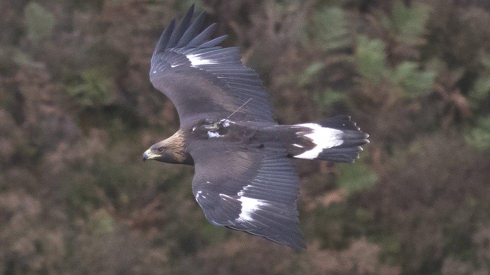 Golden Eagle in flight