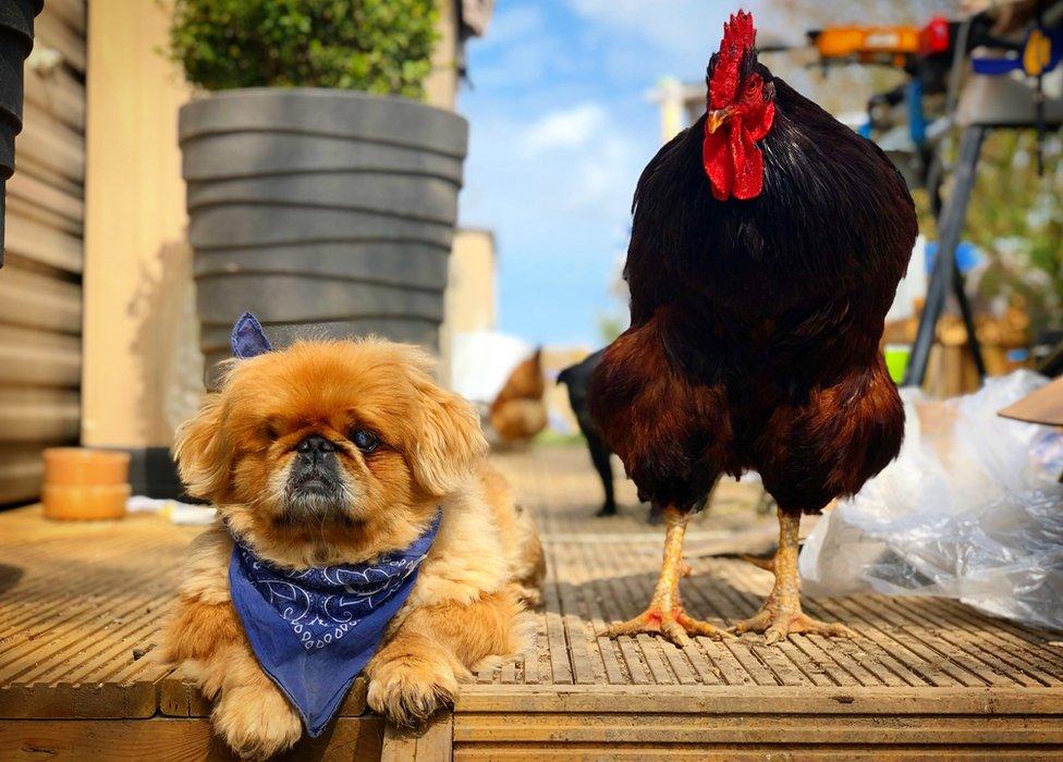 One-eyed dog Stravros with his chicken friend