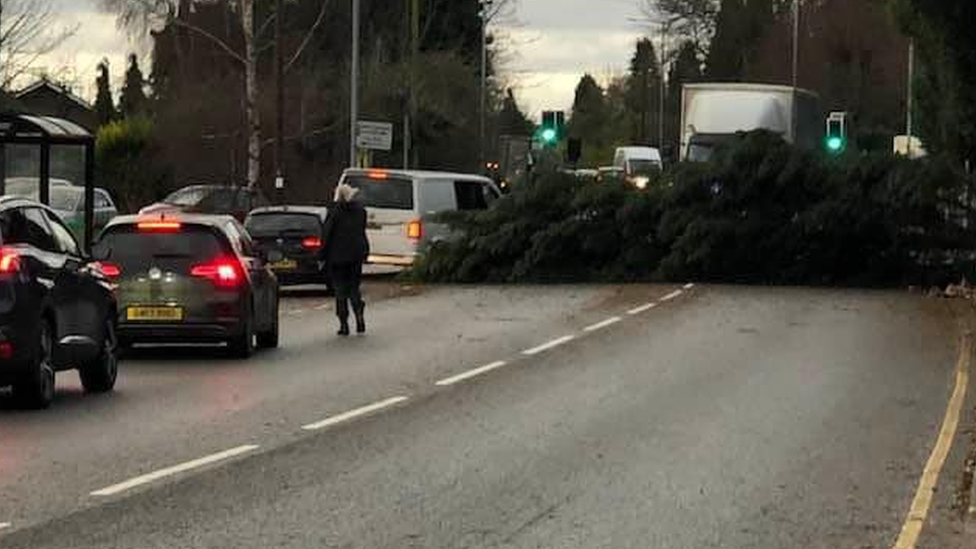 Fallen tree blocking road