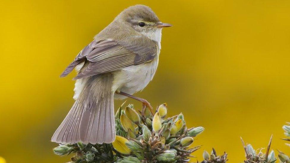 Willow Warbler