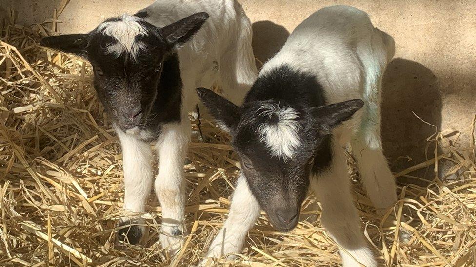 Bagot goat kids