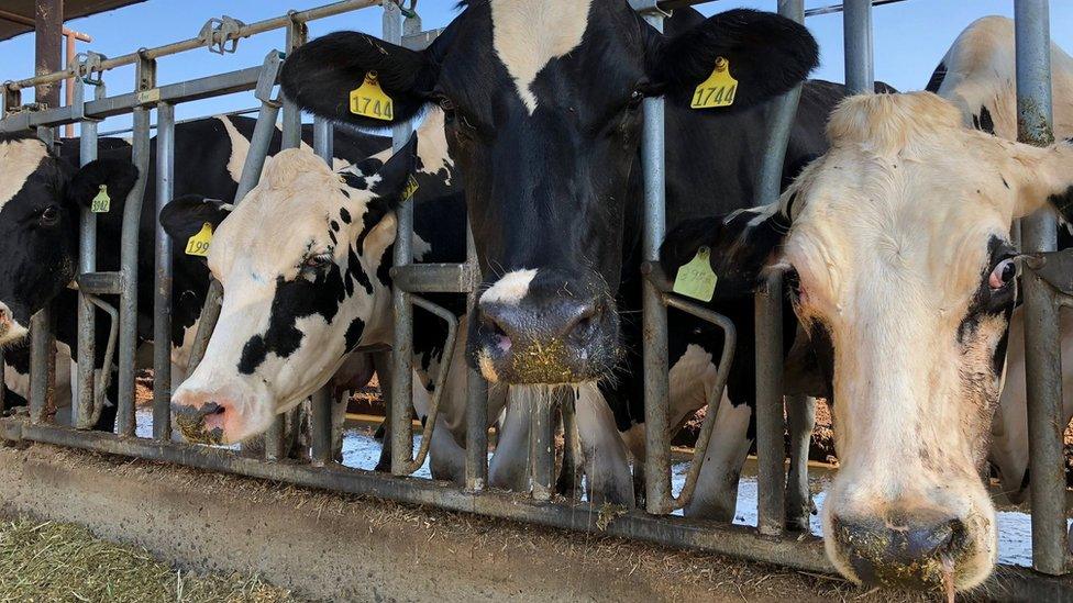 Cows looking through fence