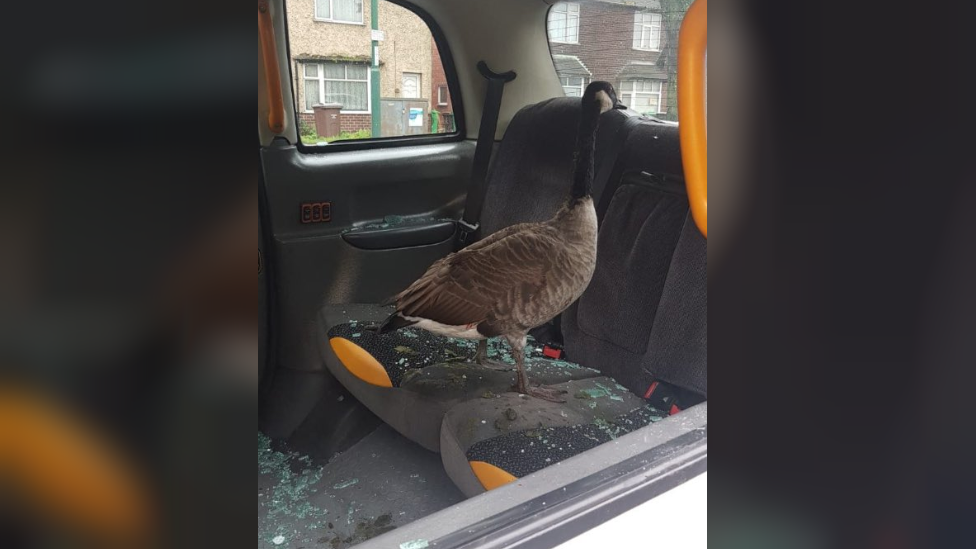 Goose in taxi