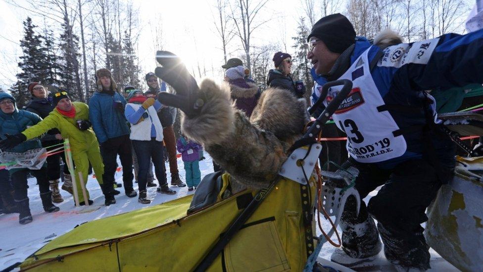 Dogs pull along the musher in a sled on runners