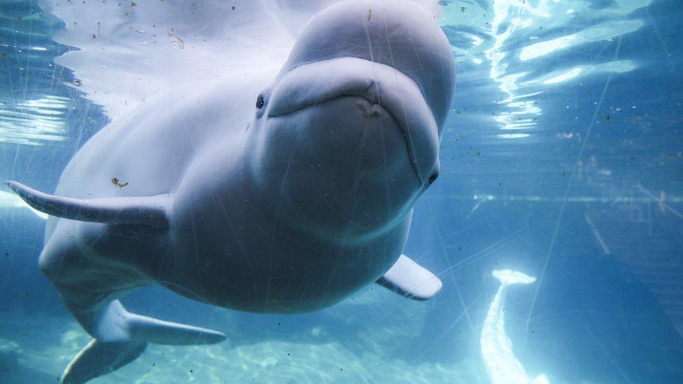 Beluga whale in captivity