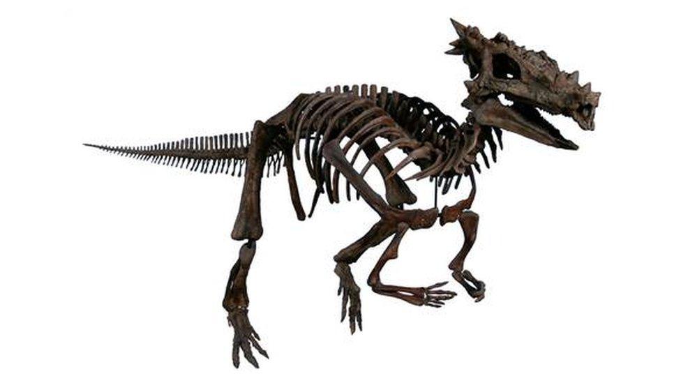 Dracorex Hogwartsia