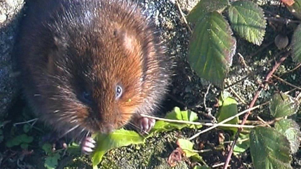 Water vole (library picture)