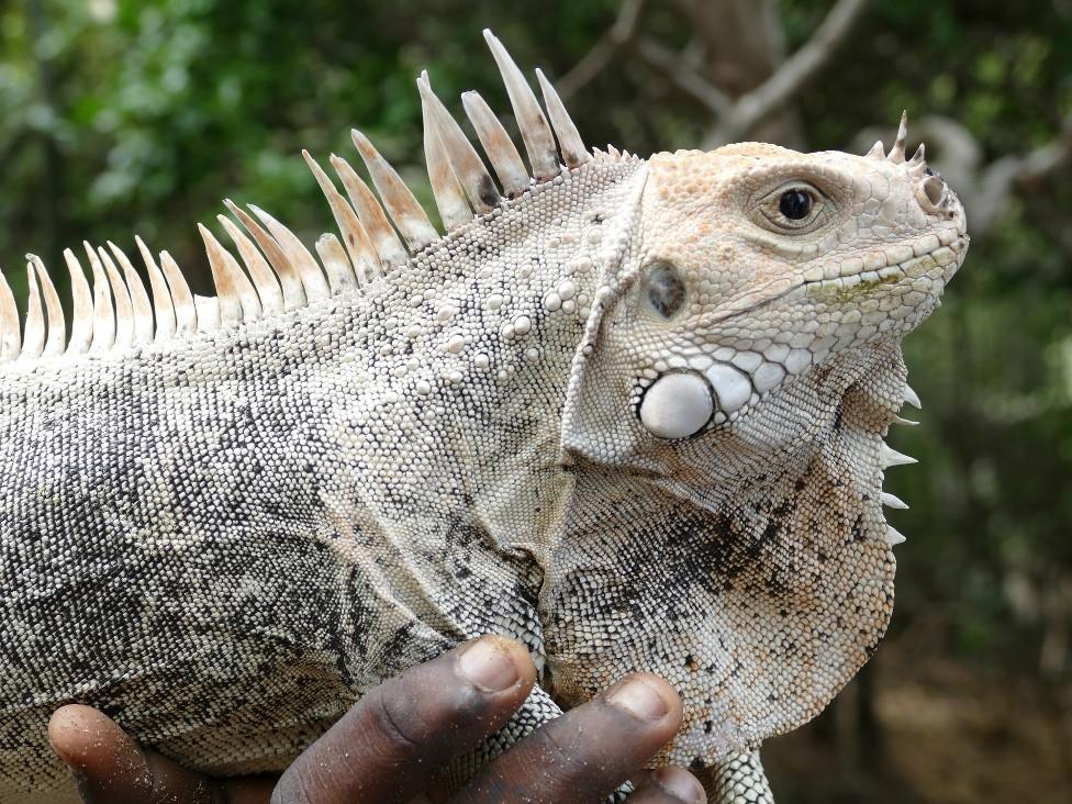 Close-up of a pink rhino iguana