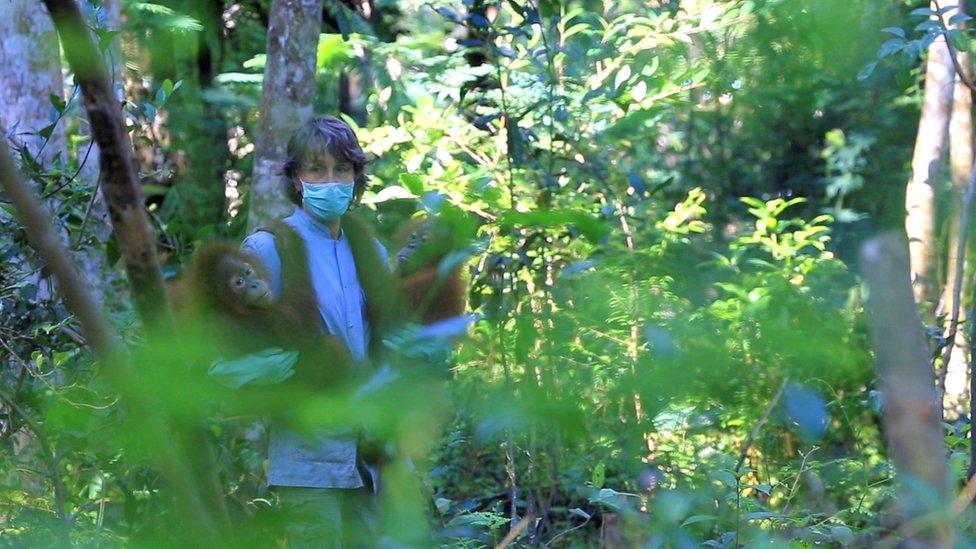 Volunteer working with rescued orangutans