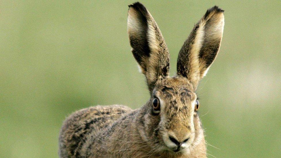 A hare