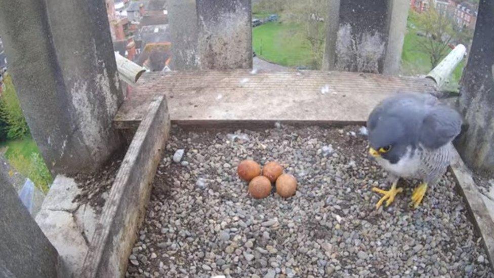 Falcon with four eggs