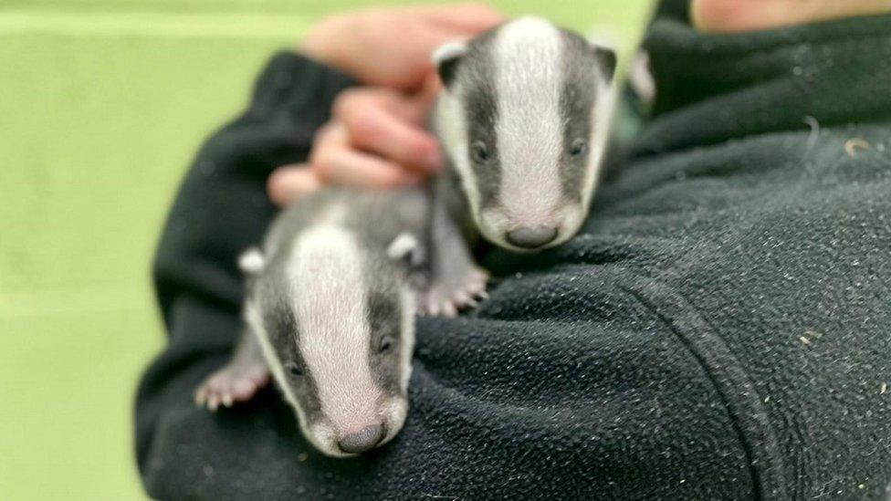 Rescued baby badgers