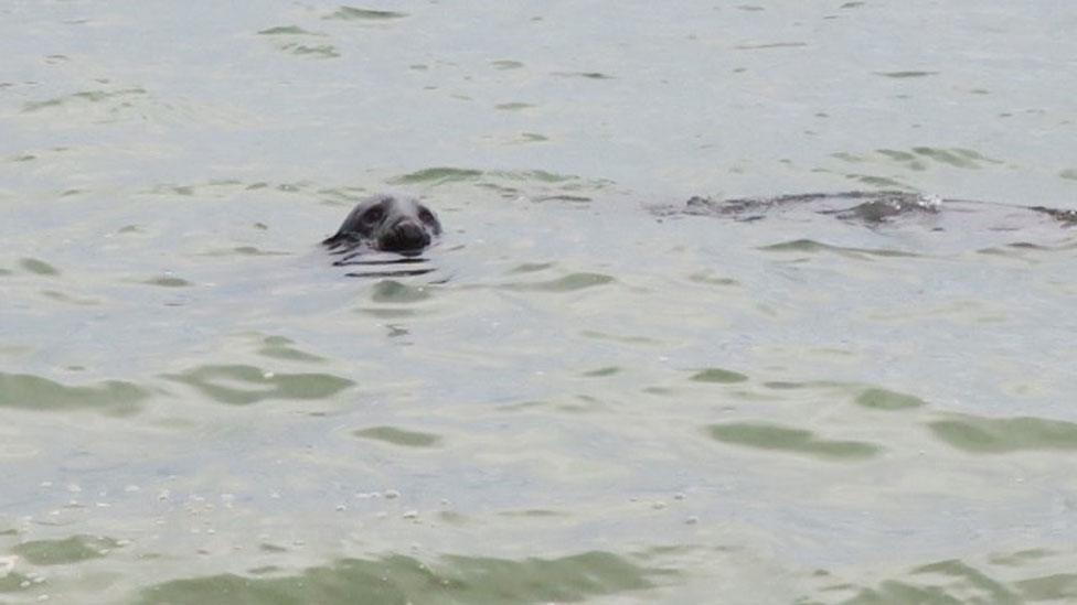 Photograph of a seal