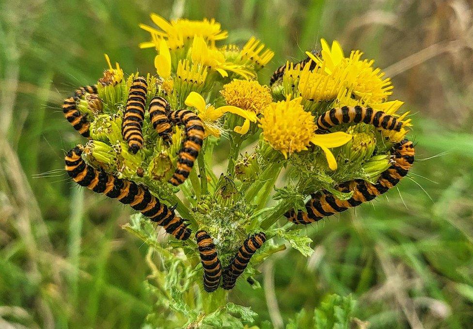 Caterpillars gathered on yellow flowers in a heart like shape