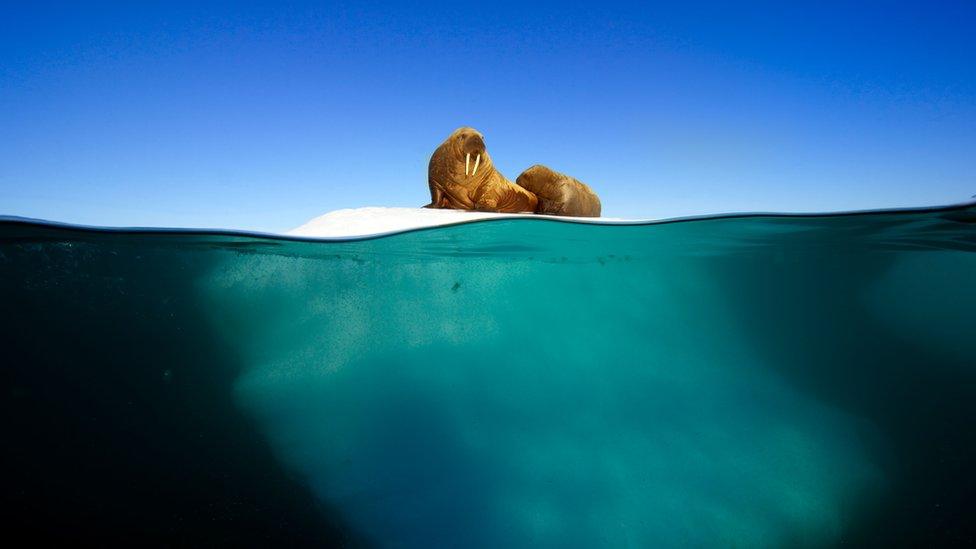 Walrus mother and calf resting on an iceberg, Svalbard, Arctic.