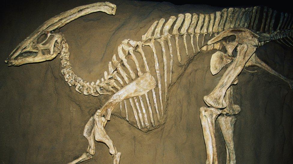 duck-billed-dinosaur-skeleton