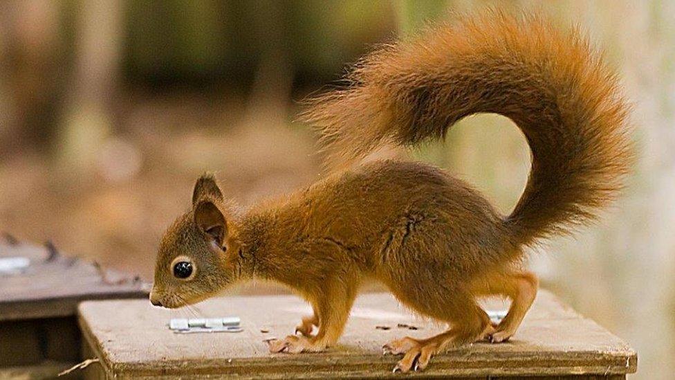 red squirrel