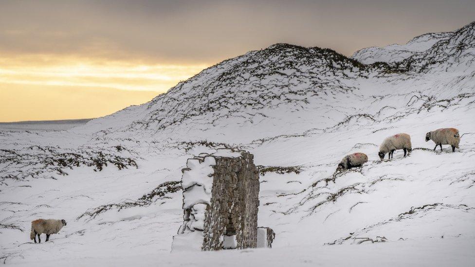 Sheep in snow