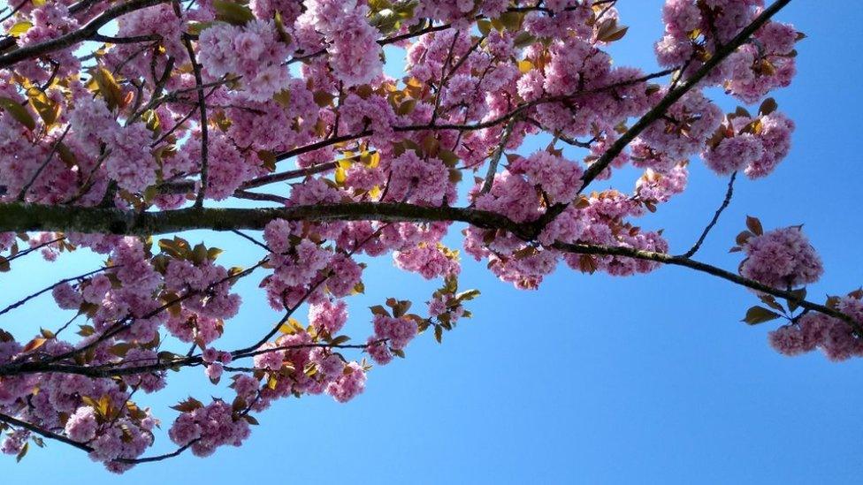 Pink blossom tree