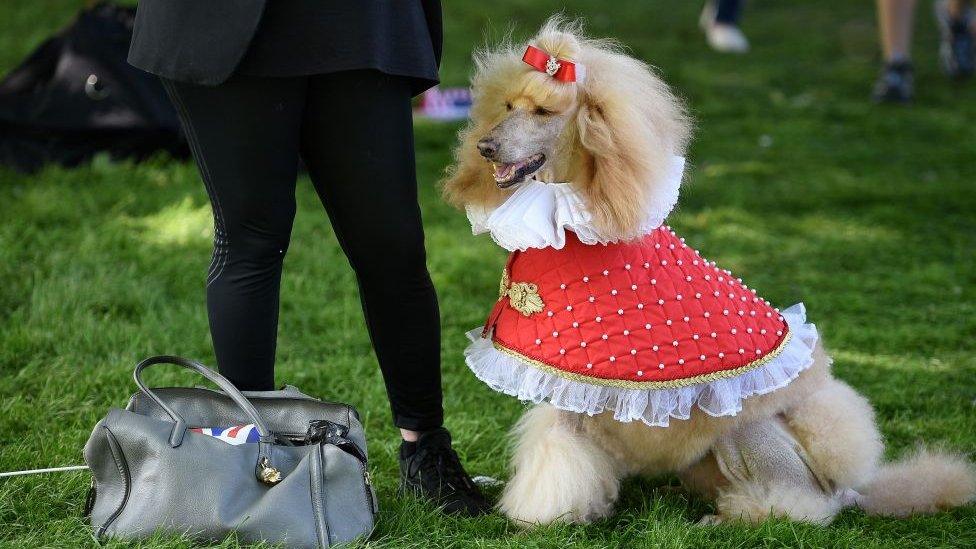 A well-wisher stands with their dog, dressed in a faux Royal cape, as they wait on the Long Walk leading to Windsor Castle ahead of the wedding and carriage procession of Britain's Prince Harry, Duke of Sussex and Meghan Markle in Windsor, on May 19, 2018.