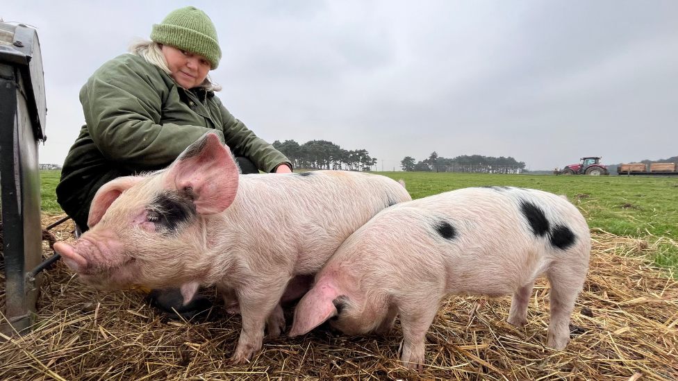 Piglets on a farm