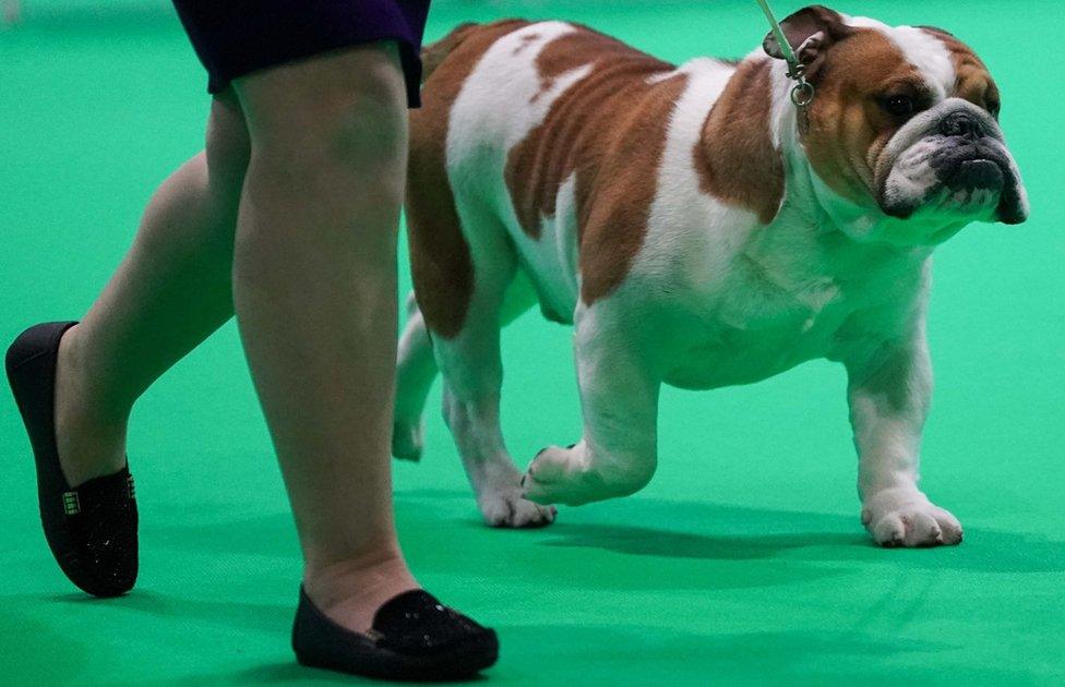 An English bulldog in the showring