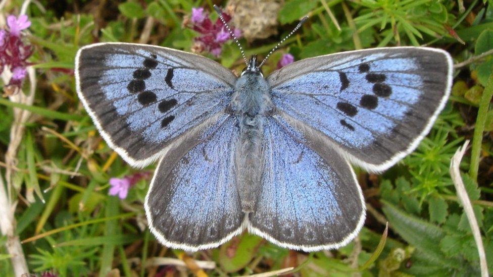 Large Blue butterfly