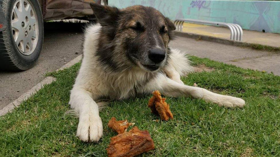 One of the dogs Ferchy feeds