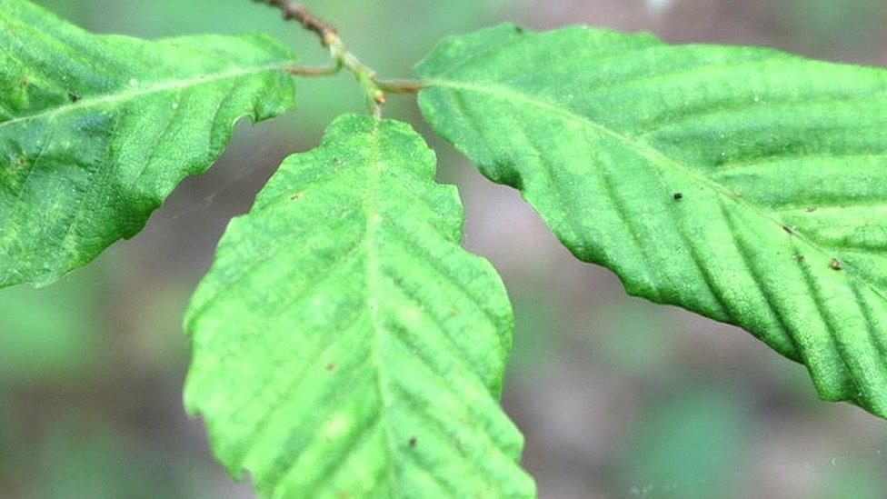 Leaf displaying the symptoms of Beech Leaf Disease (Image: C.Mathias)