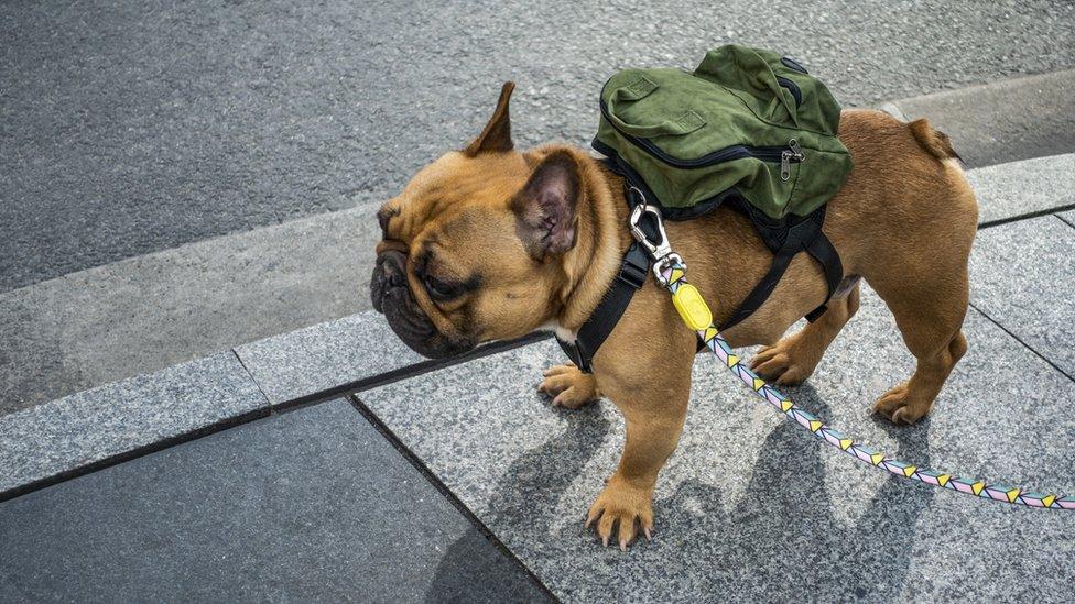 A french bulldog on a leash, carrying a small packpack.