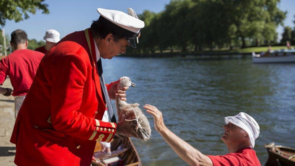 Royal Swan Marker David Barber holds a cygnet during the count.