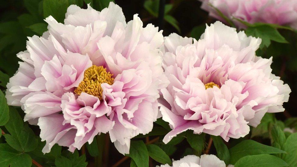 Peony