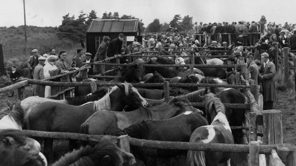 New Forest pony sales from 1958