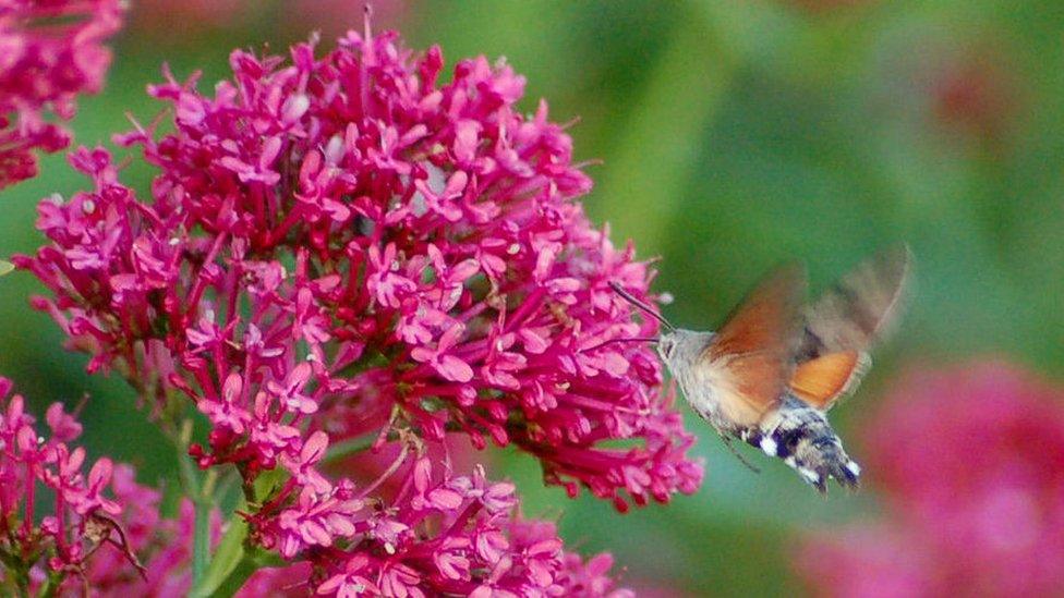 Hummingbird hawk-moth