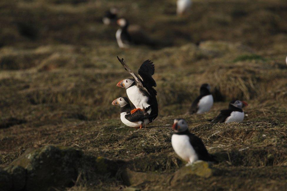 Puffin on the Isle of May