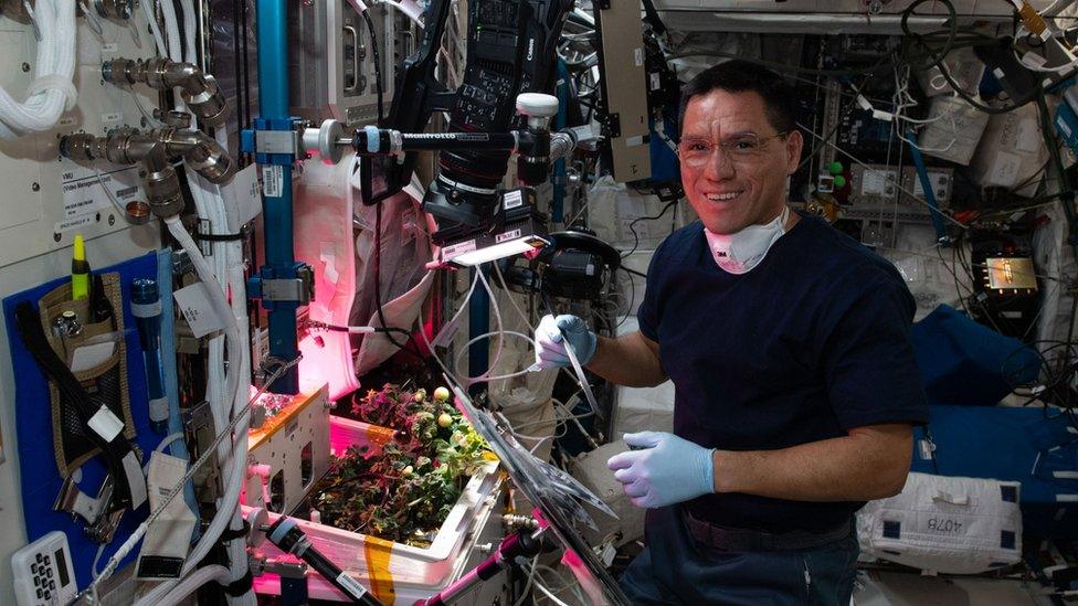 Frank Rubio checking on tomato plants