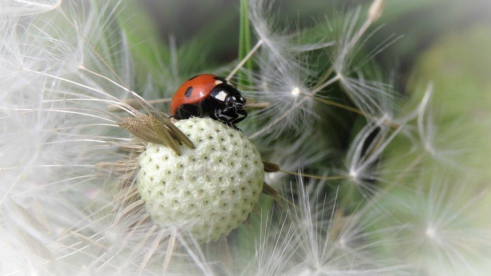 Ladybird on dandelion.