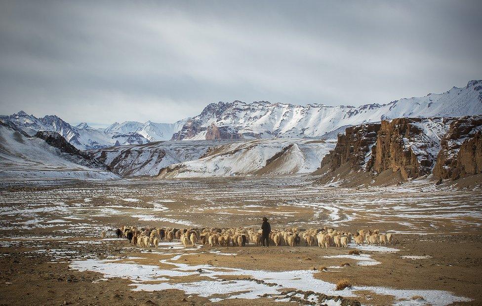 A shepherd and his herd