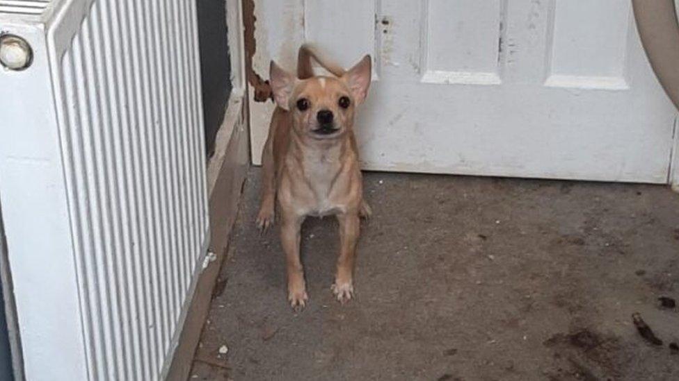 Dog inside the flat