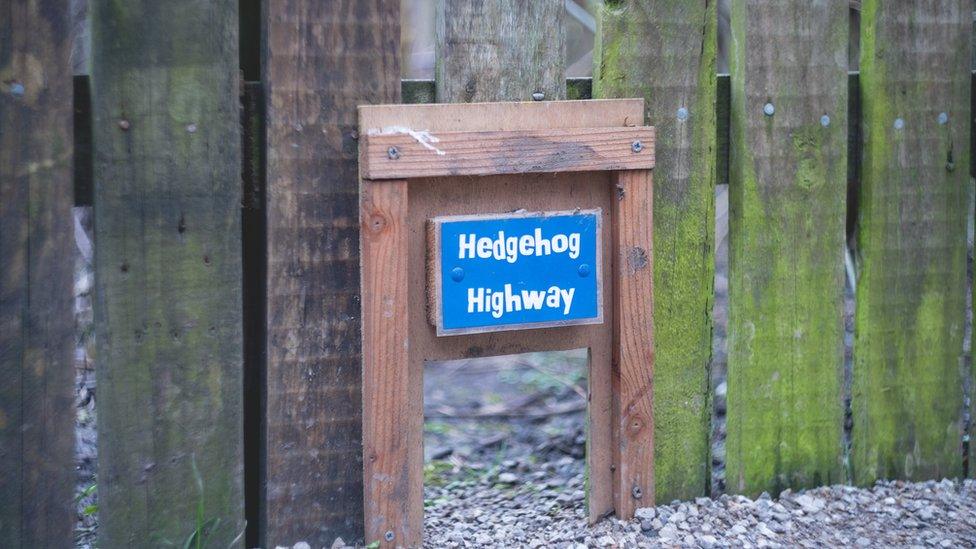 Hedgehog highway